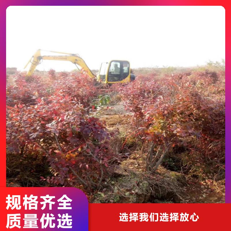 珠宝蓝莓苗全国走货一站式采购方便省心