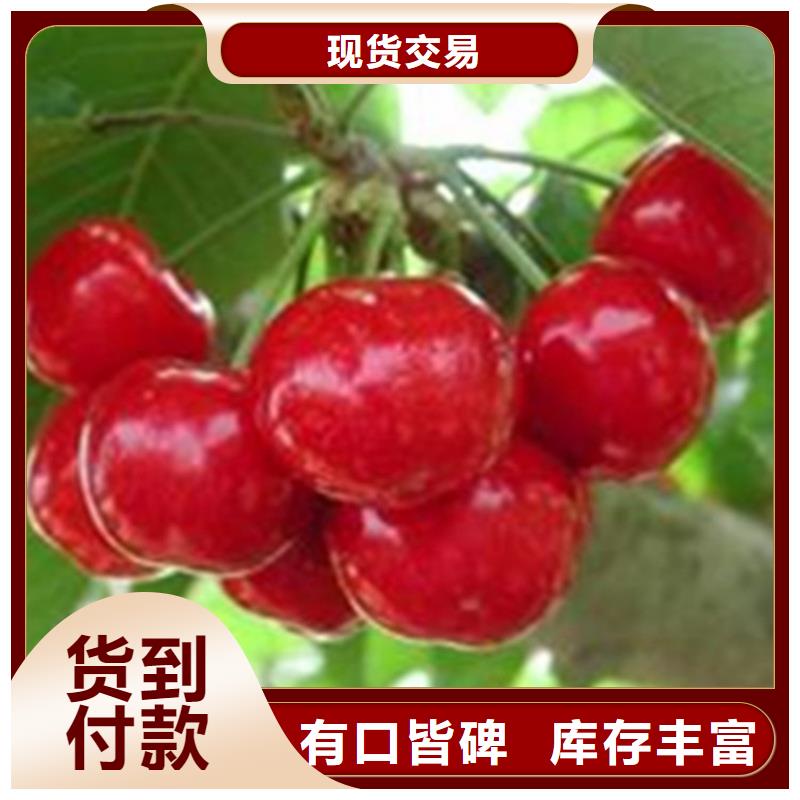 矮化车厘子树苗根系发达免费询价
