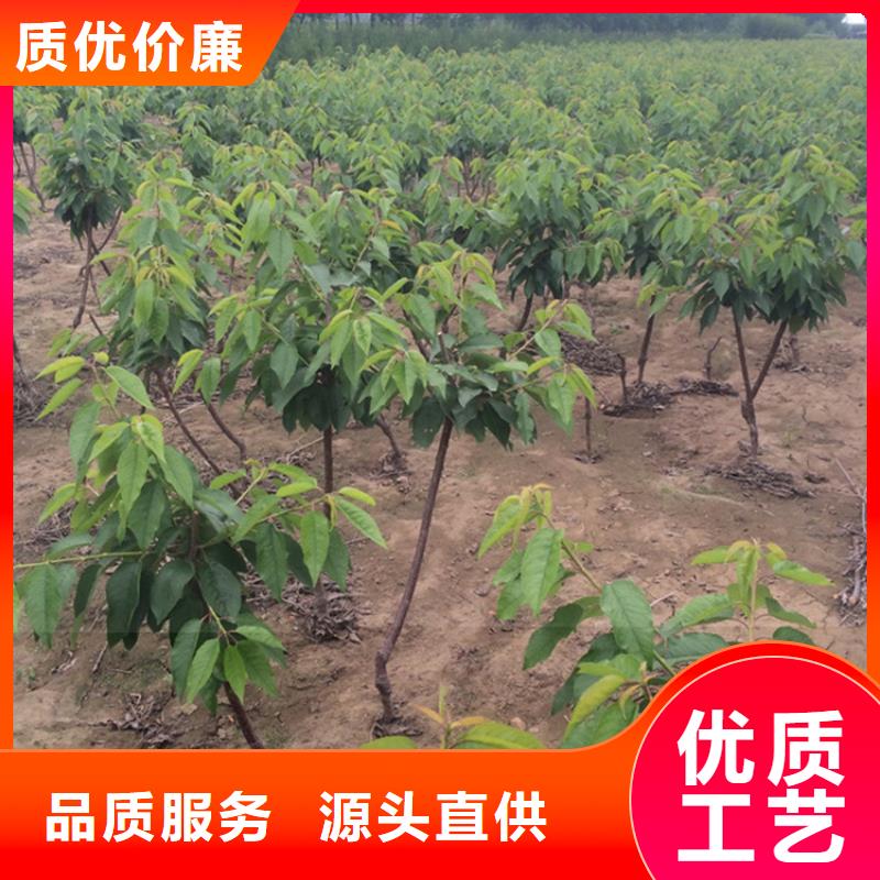 矮化车厘子树苗质优价廉送货上门