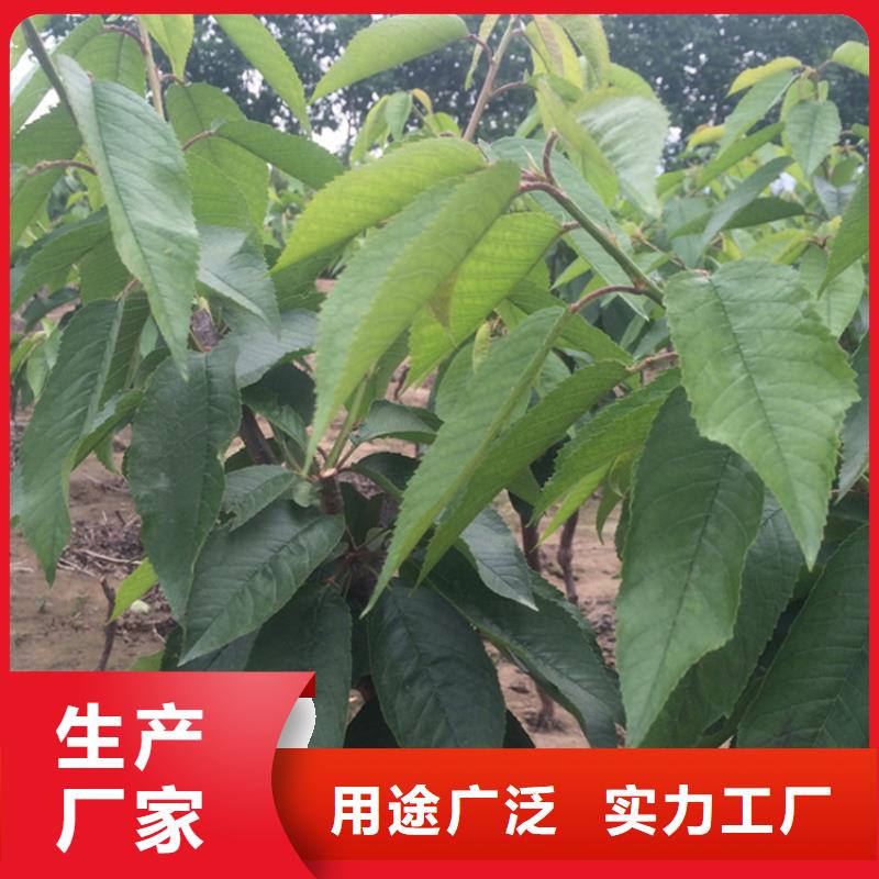 一根棍樱桃树苗大棚种植本地厂家