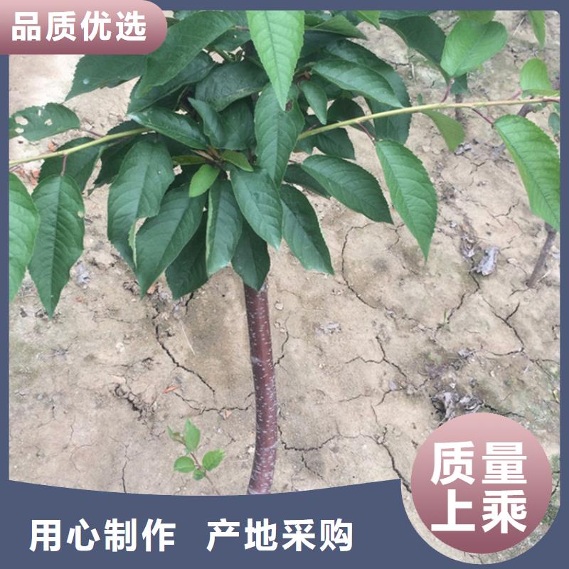 大樱桃树苗种植管理技术现货实拍