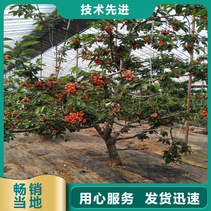 车厘子苗露天种植同城厂家