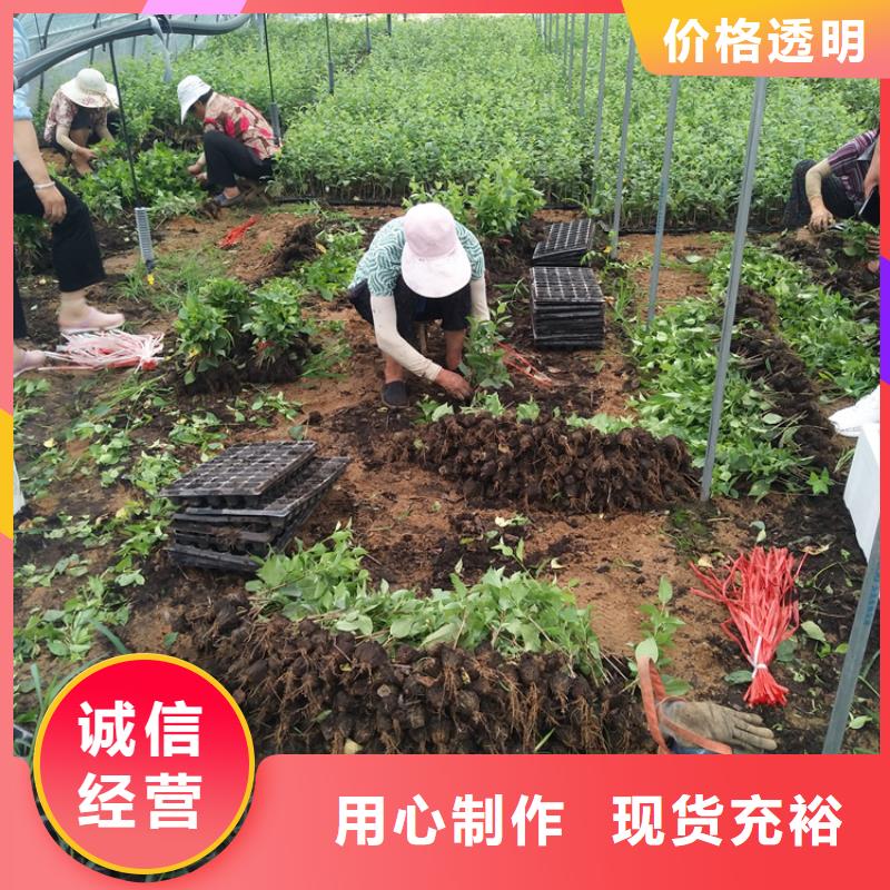 樱桃【苹果苗】实体诚信厂家多年厂家可靠