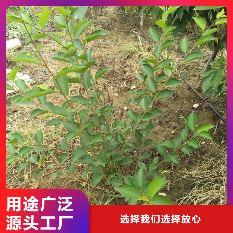 大樱桃树苗种植基地当地生产厂家