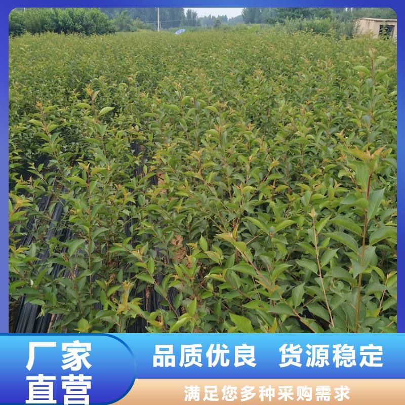 樱桃梨树苗专业厂家支持定制批发