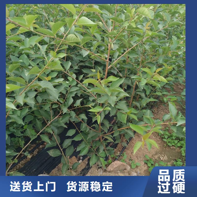 塔玛拉樱桃苗种植基地本地厂家