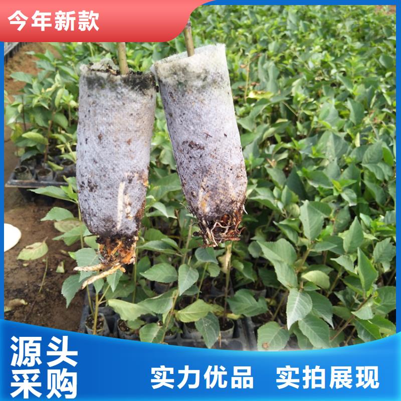 樱桃李树苗支持定制批发现货批发
