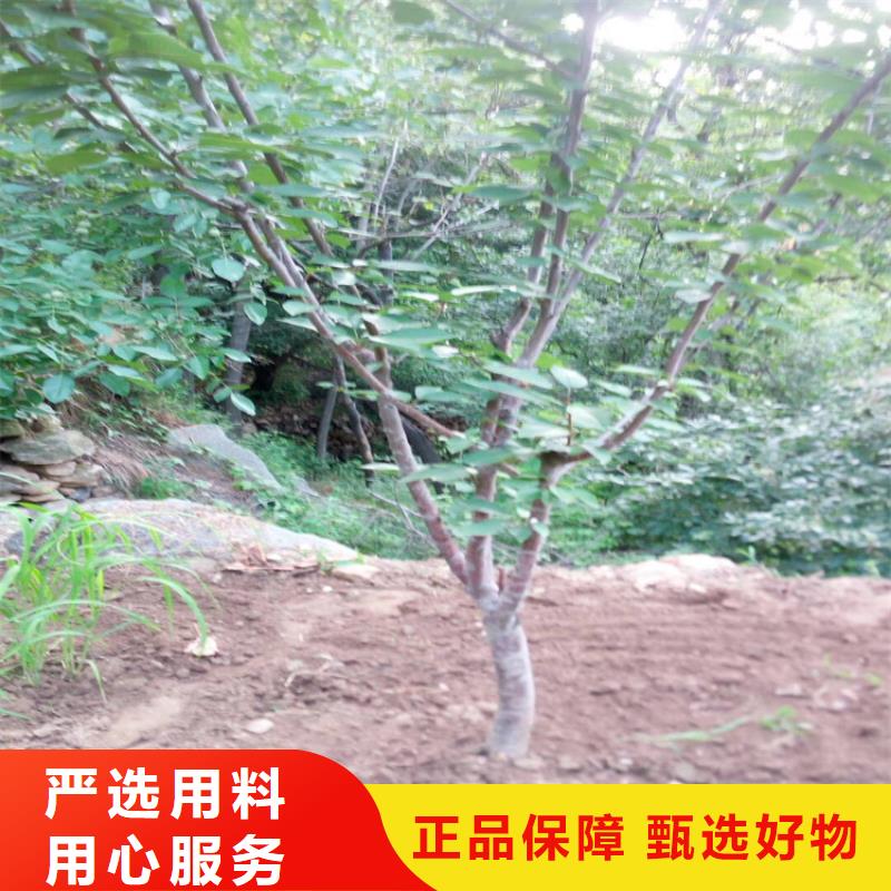 大樱桃树苗种植管理技术专业按需定制