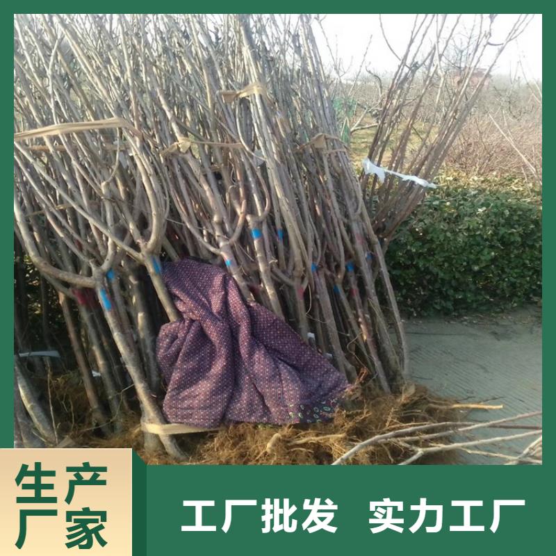 矮化车厘子树苗量多优惠一站式服务