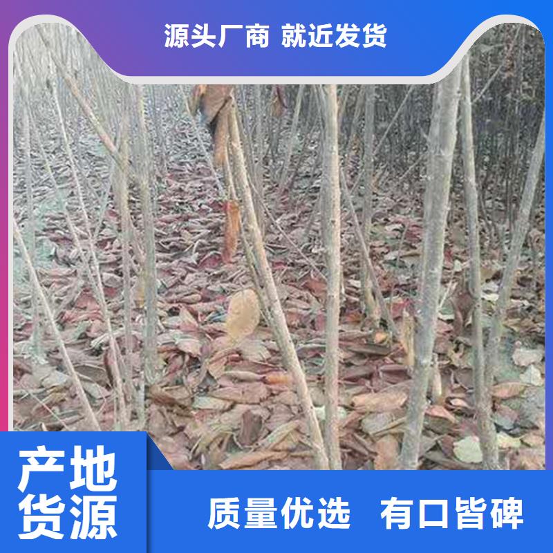 樱桃,樱桃苗款式多样今年新款