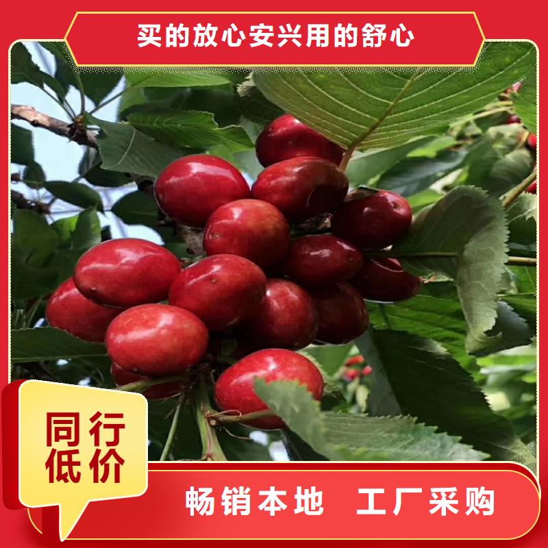 樱桃苹果苗海量现货直销质保一年
