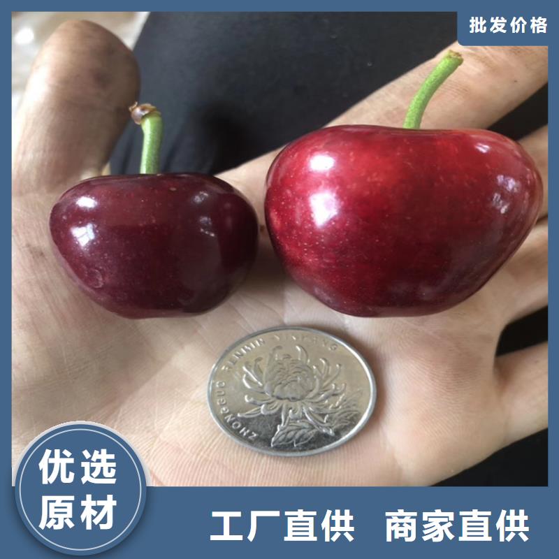 矮化吉塞拉大樱桃苗量多优惠N年专注