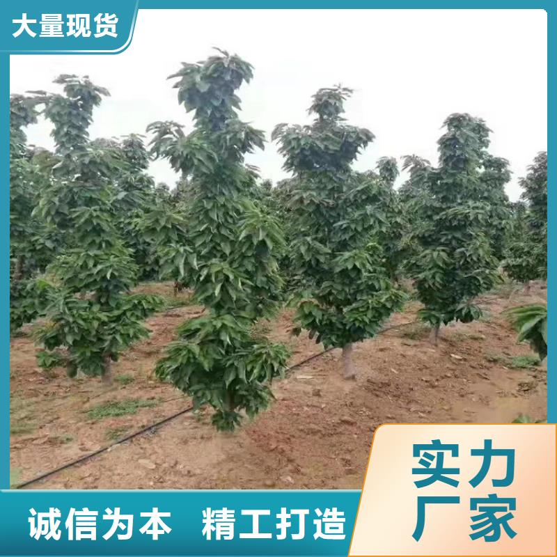 樱桃3公分石榴苗精品优选现货销售
