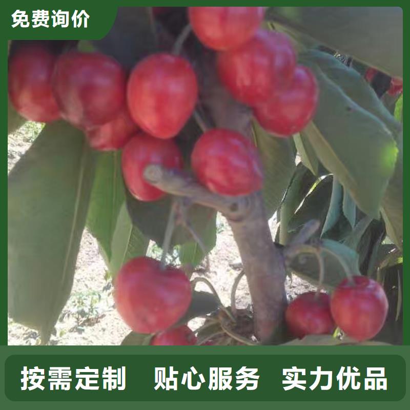 樱桃【无花果苗】快速生产严选用料