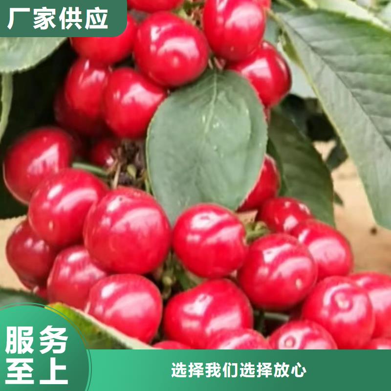 樱桃樱桃苗推荐厂家现货交易