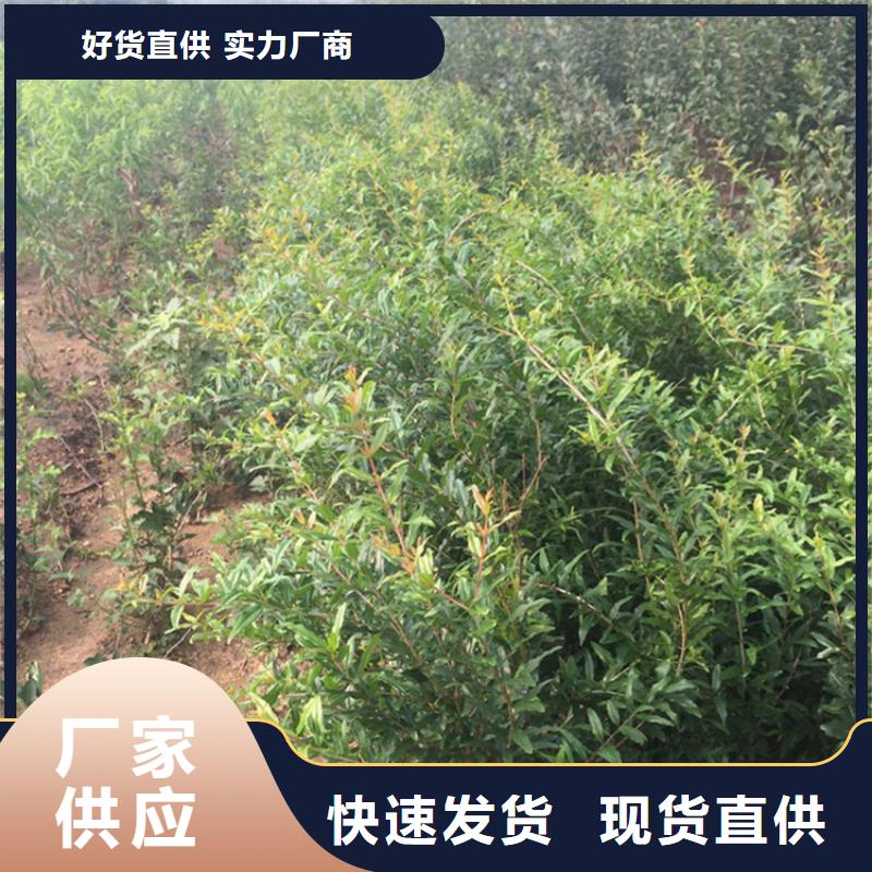 甜籽石榴苗种植技术支持批发零售