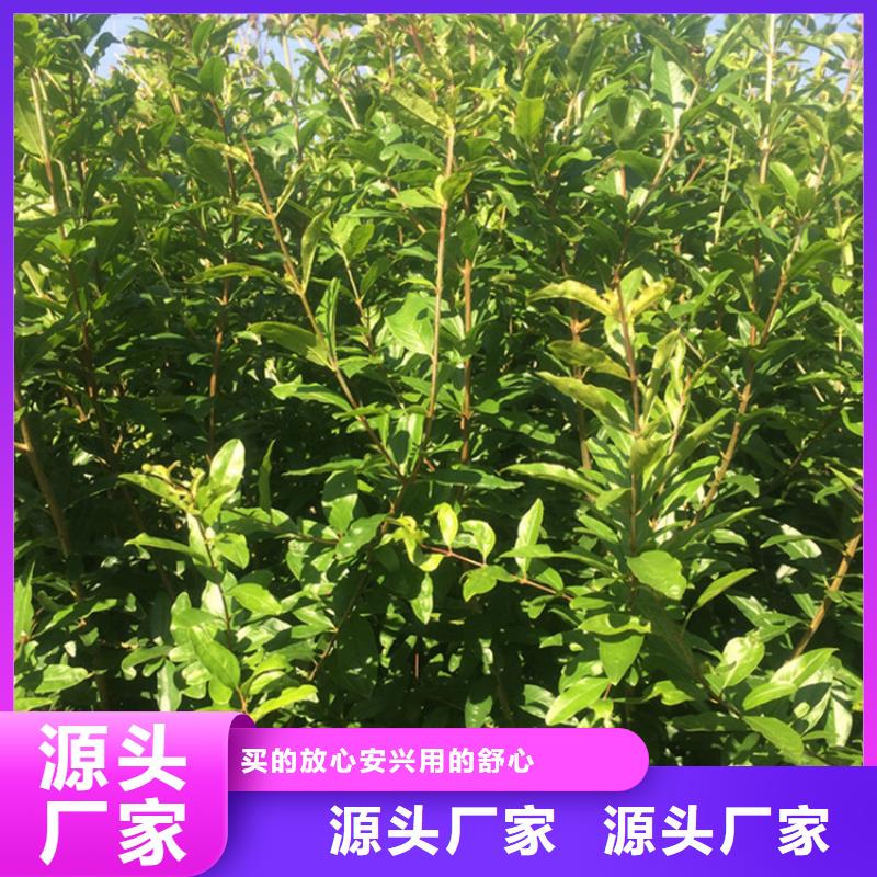 石榴草莓苗大品牌值得信赖用心经营