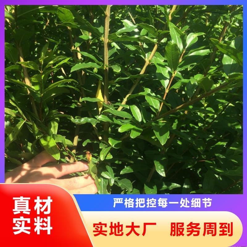 黑籽石榴树苗种植基地实力厂商