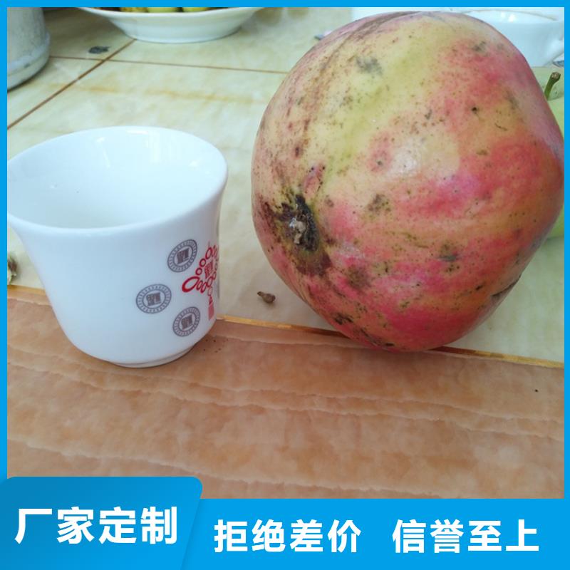 石榴杏树苗源头厂家直销工艺成熟