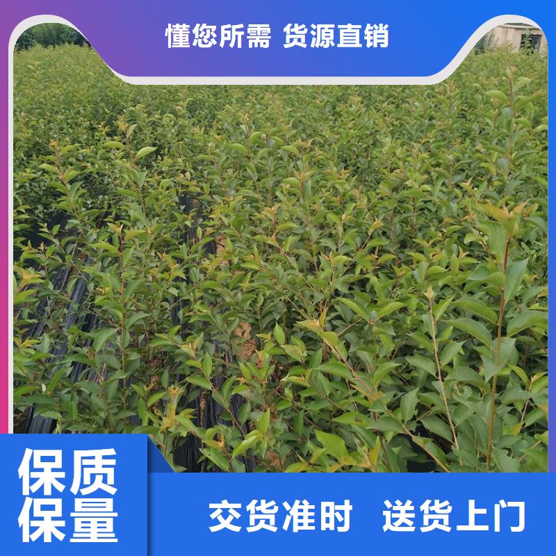 甜籽石榴苗种植基地就近发货