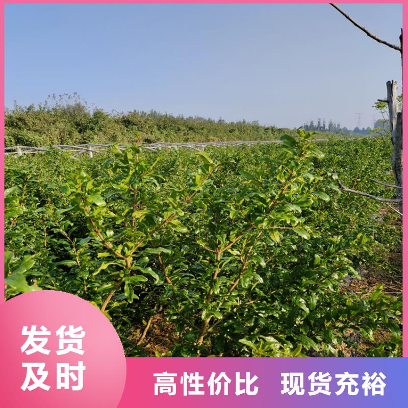 黑籽石榴树苗种植管理技术工艺层层把关