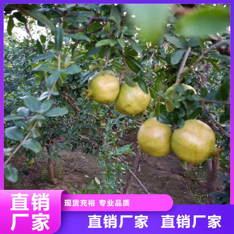 石榴樱桃苗您身边的厂家工艺层层把关