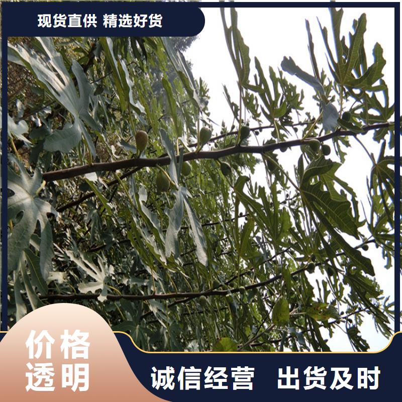 无花果苹果苗专注细节使用放心海量库存
