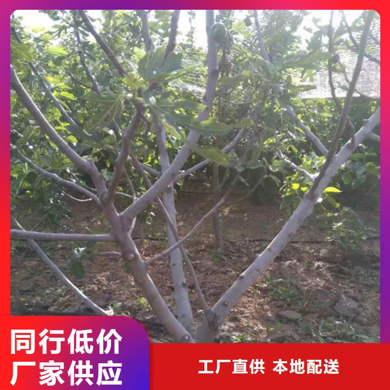 无花果-苹果苗质检合格出厂同城厂家