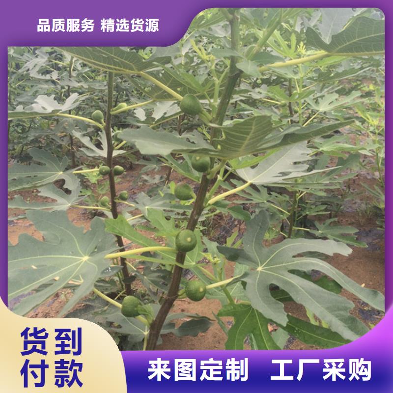 【无花果桃树苗今日新品】本地供应商