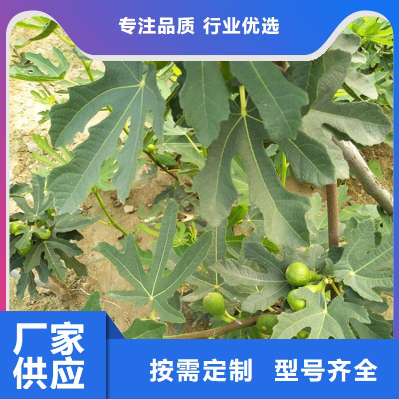 无花果-苹果苗产品细节质检严格放心品质
