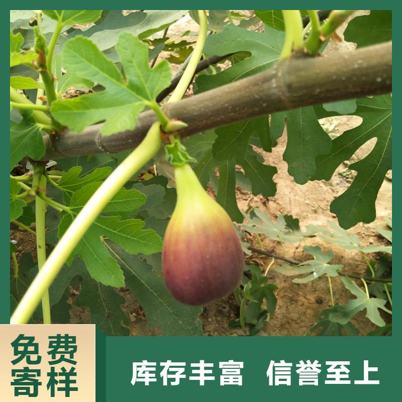 无花果3公分软籽石榴苗来图定制量大从优工艺层层把关