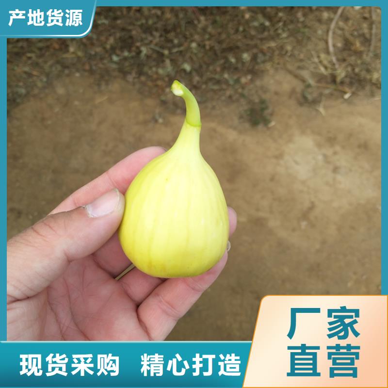 无花果_红石榴苗基地产地工厂经验丰富品质可靠