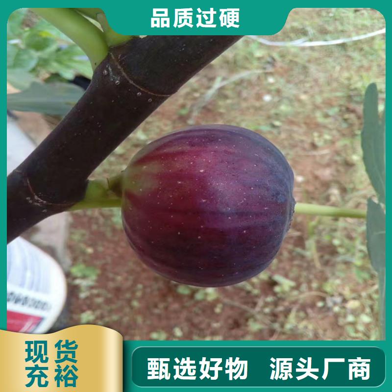 【无花果梨树苗厂家直销货源充足】当地货源