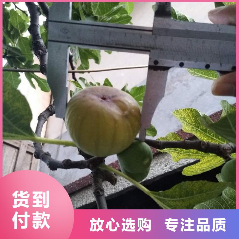 无花果葡萄苗实力厂商做工精细