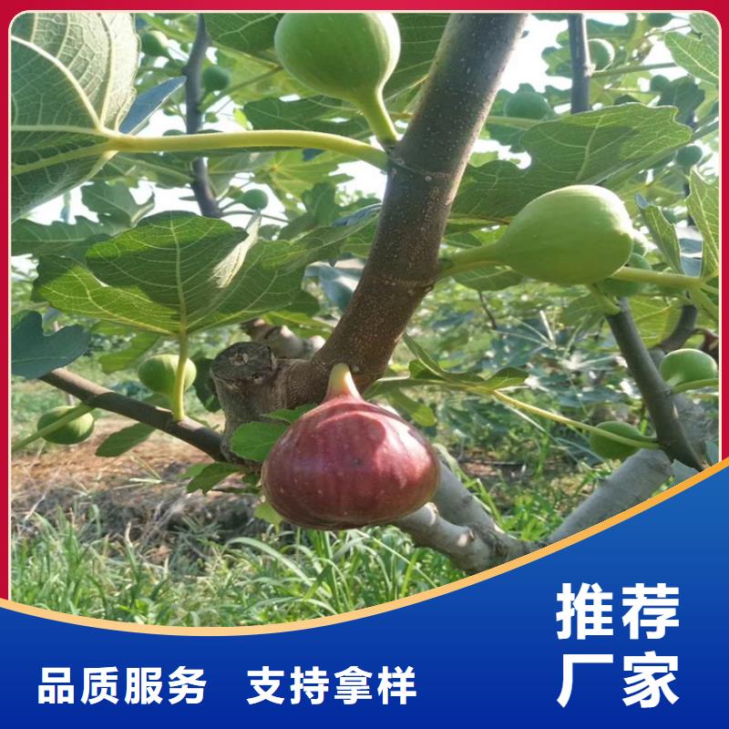 无花果,樱桃苗真实拍摄品质可靠货源报价