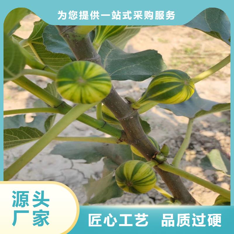 无花果桃树苗匠心工艺品质不将就