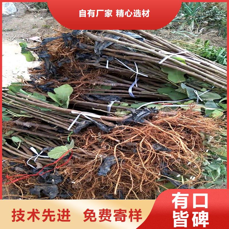 无花果樱桃苗供应商当地厂家