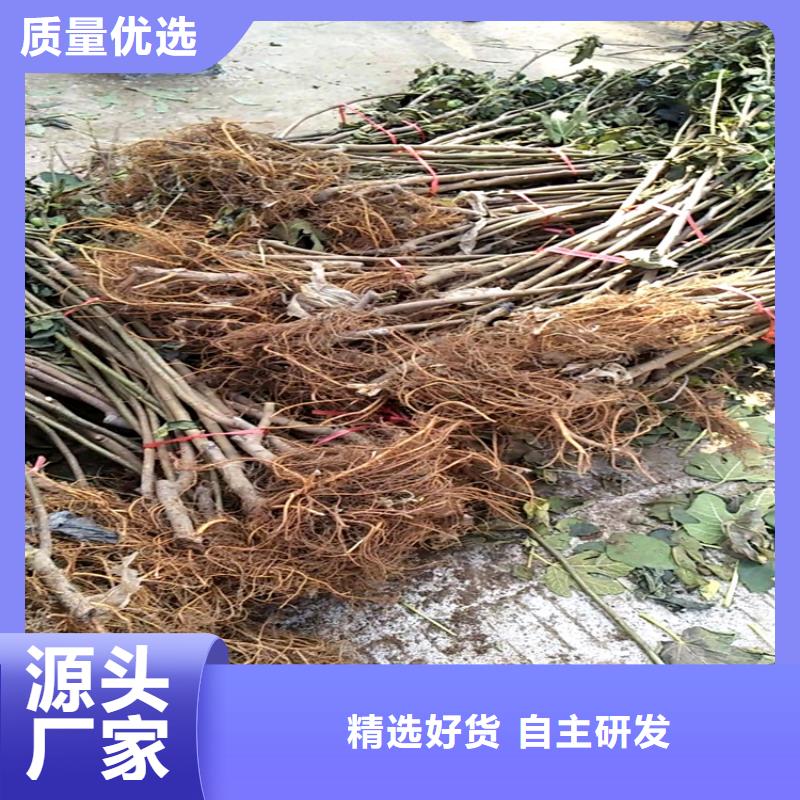 无花果_苹果苗信誉有保证高性价比