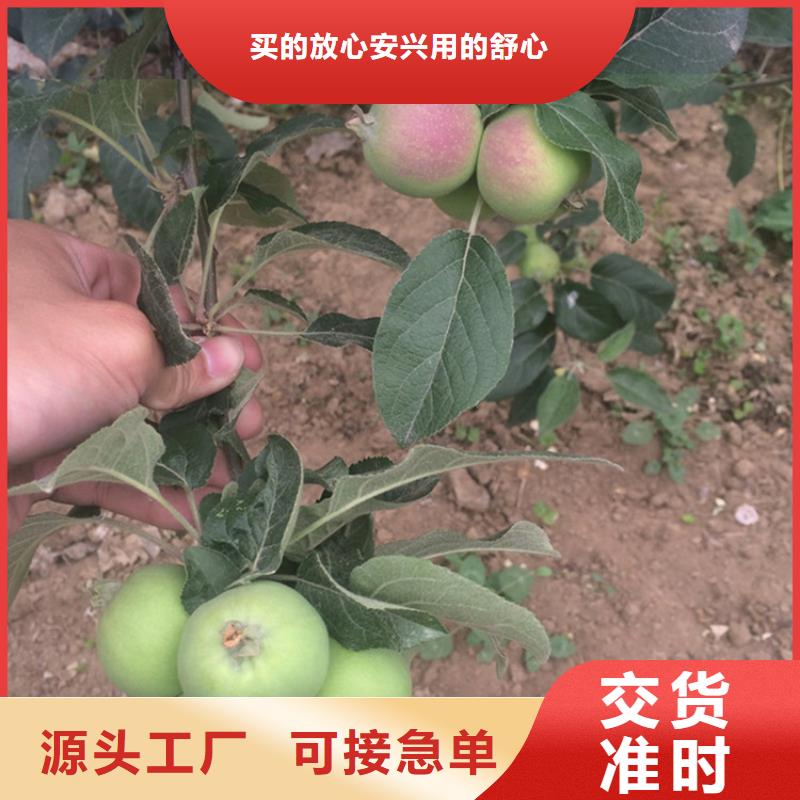 苹果桃树苗本地配送实力厂商