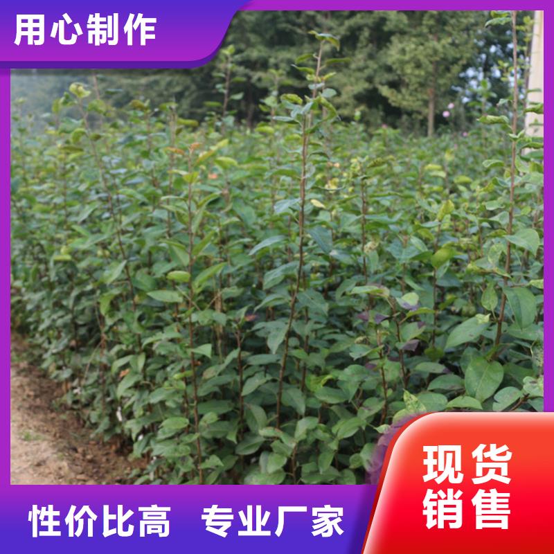 矮化苹果苗大棚种植/轩园园艺场优选好材铸造好品质