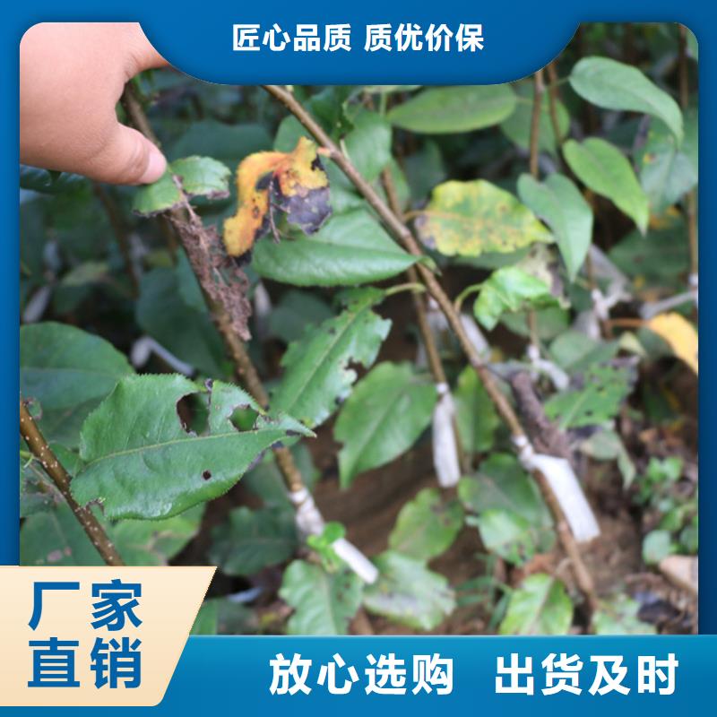 苹果板栗苗质量上乘随到随提