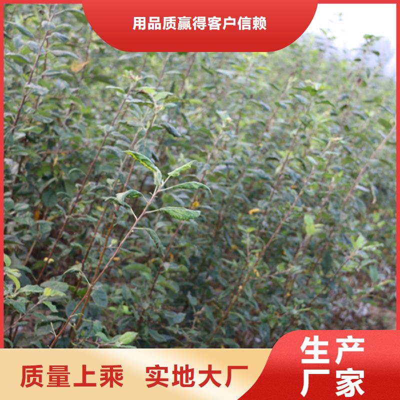 红肉苹果树苗新奇品种/轩园园艺场好品质用的放心
