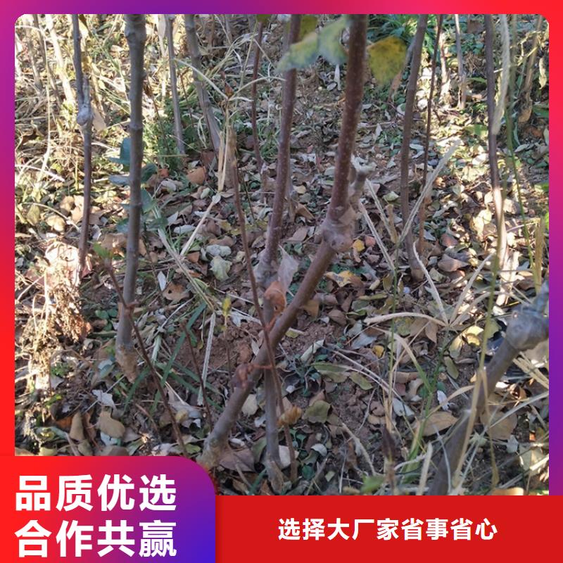苹果樱桃苗诚信商家服务热情当地经销商