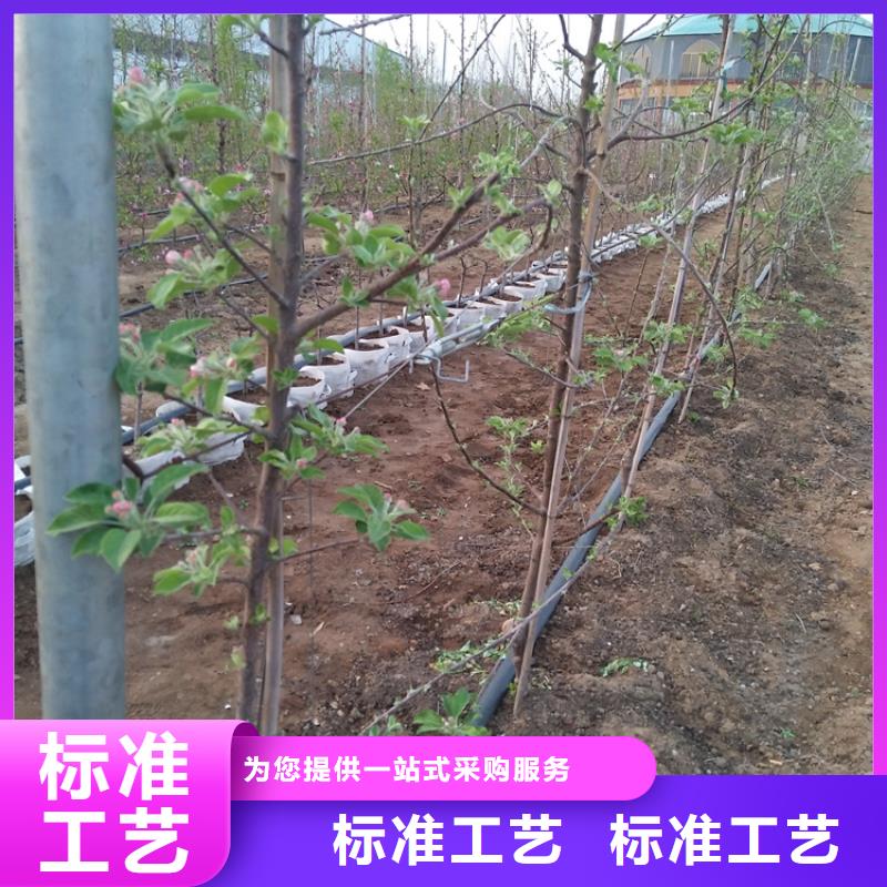 【苹果】樱桃苗质检严格专注生产制造多年