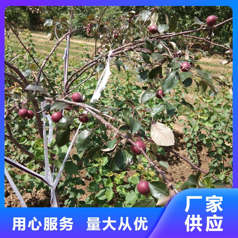 【苹果樱桃苗厂家工艺先进】免费安装
