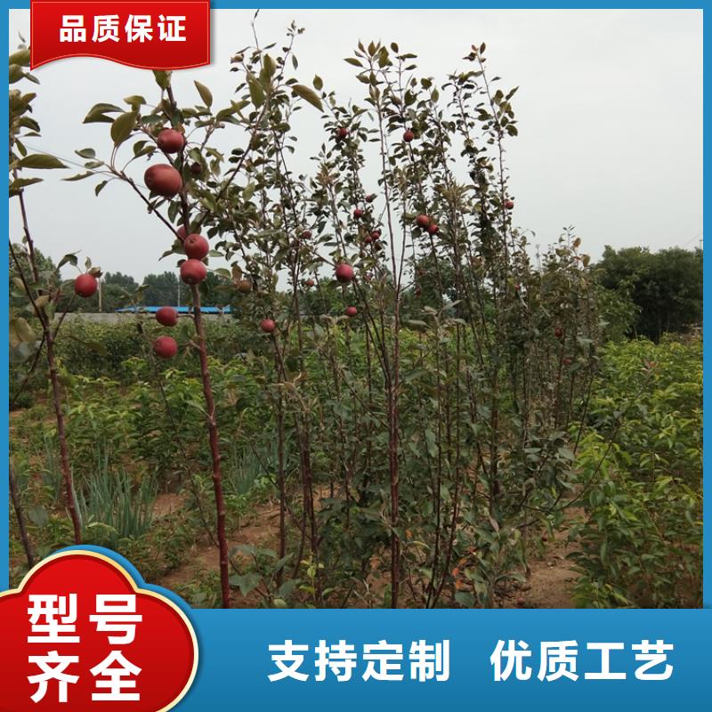 苹果猕猴桃苗厂家现货供应厂家经验丰富