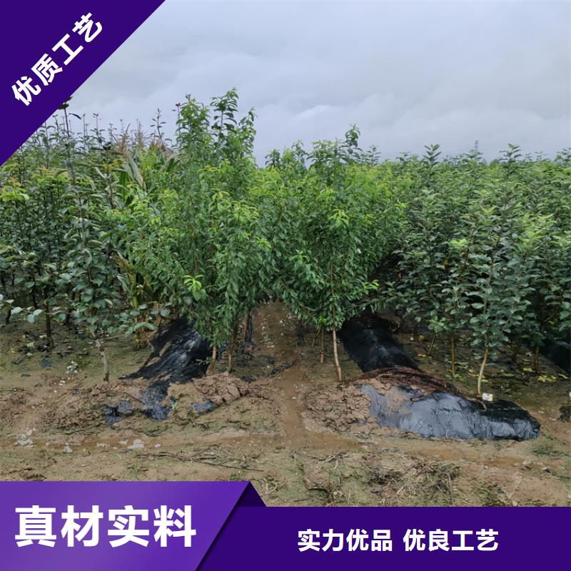 苹果【北美冬青】厂家直销直供专注品质