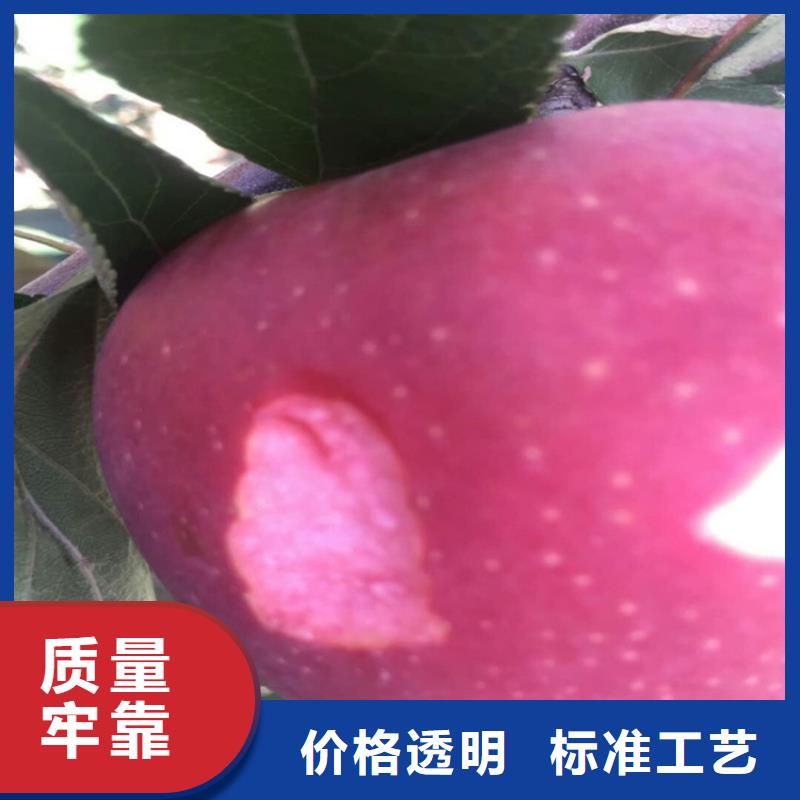 苹果,苹果苗生产厂家本地服务商