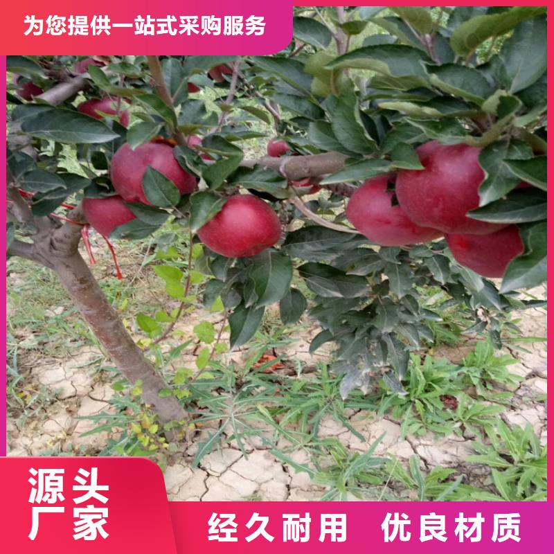 维纳斯黄金苹果苗量多优惠/轩园园艺场不只是质量好