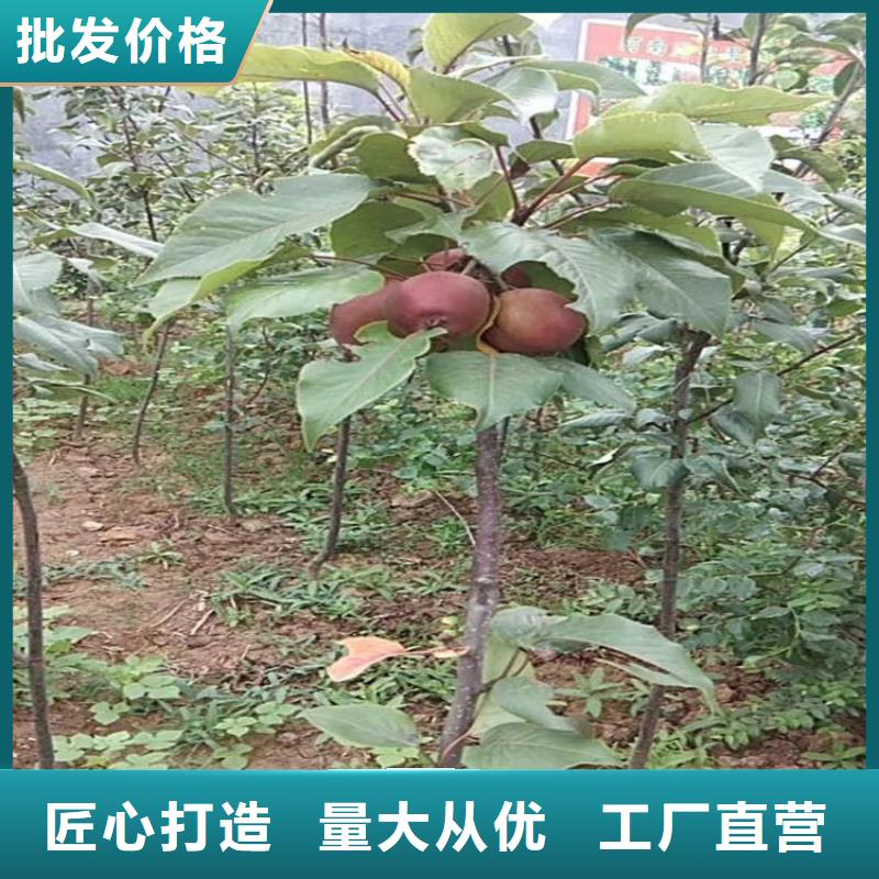 苹果桃树苗精挑细选好货免费获取报价